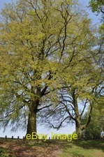 Photo 6x4 Moseley Bog Nature Reserve 12 c2011