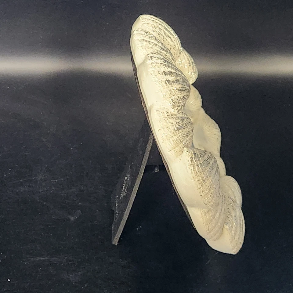 Marco de fotos conchas marinas marco redondo Foto 3 de 4