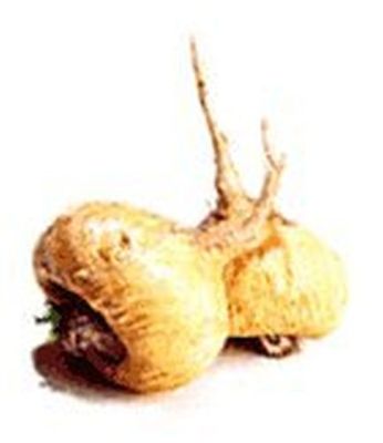 50 Maca Samen, Lepidium meyenii, peruanischer Ginseng | eBay.de