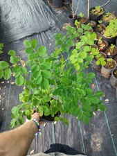 Moringa Tree (One Gallon Pot) Free Shipping From USA