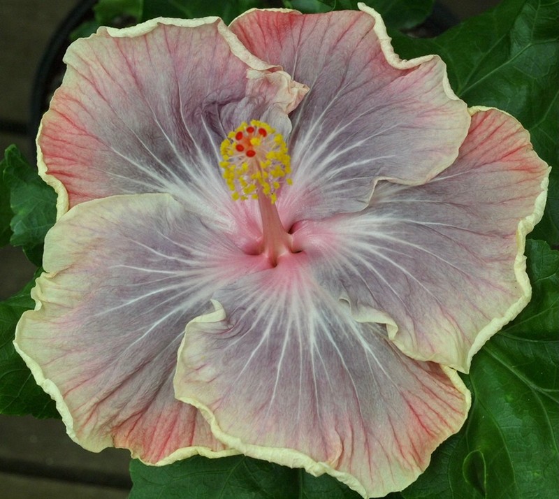 TAIWAN MAGICAL PURPLE LOVE Tropical Hibiscus -- Plant in 4.5" pot
