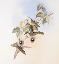 Gould CHILIAN FIRE-CROWN Hummingbirds Vintage Bird Art Print Bookplate 265