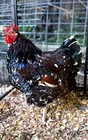 6 High Quality English Jubilee Orpington Fresh Fertile Hatching Eggs — photo 1