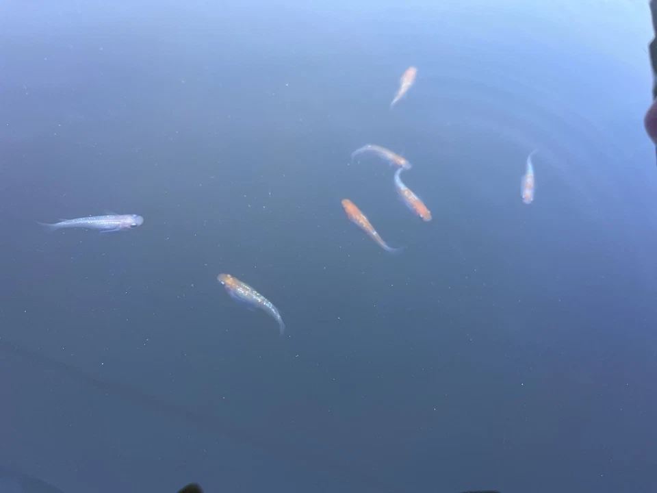 Peixe de arroz japonês 5+1 Kouhakurame Medaka criado nos EUA. - Imagem 3 de 4