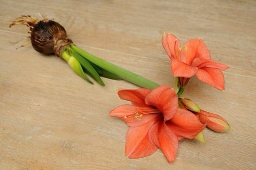 Jumbo Amaryllis Peruvian 'Souvereing' Size 36/38 cm - Beautiful Blooms