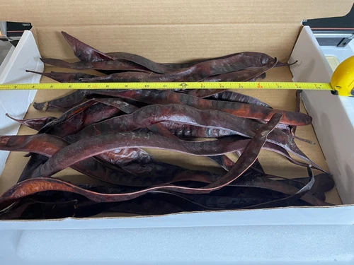 装飾や工芸品用ハニーロカストポッド15個エクストラLg。 - 画像4/8