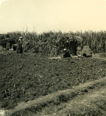 Ägypten Ernte Zuckerrohr Arbeiter alt NPG Stereoview Foto 1900