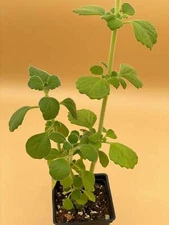Vicks Plant Starter Plant - Plectranthus Hadiensis var. Tomentosa