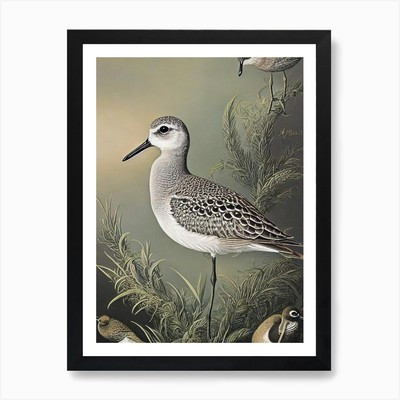 Grey Plover Haeckel Style Vintage I Framed Wall Art Poster Canvas Print Picture