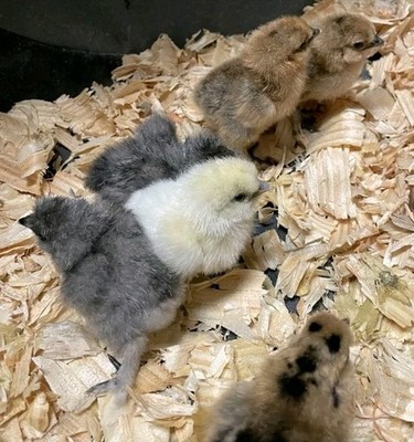 24 Silkie  Hatching Eggs 