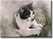 Cat on a Tree Picture on Stretched Canvas, Wall Art Décor, Ready to Hang