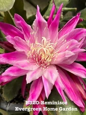 Rooted Epiphyllum Orchid Cactus “Reminisce”Growing In 4” Starter pot.