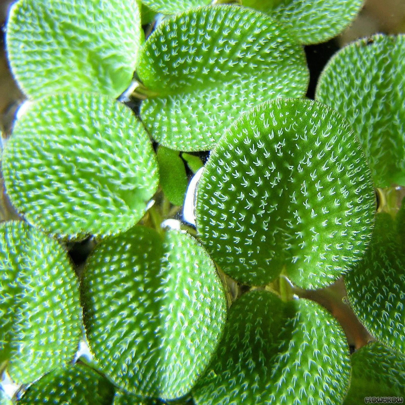 Salvinia Minima, pianta per acquario o laghetto