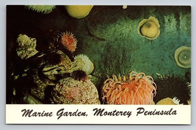 Marine Garden Monterey Peninsula California Vintage Litho Postcard