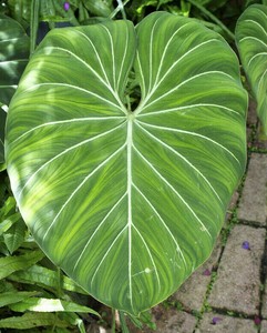 PHILODENDRON GLORIOSUM Velvelty Aroid BIG ONE Terrestrial ...