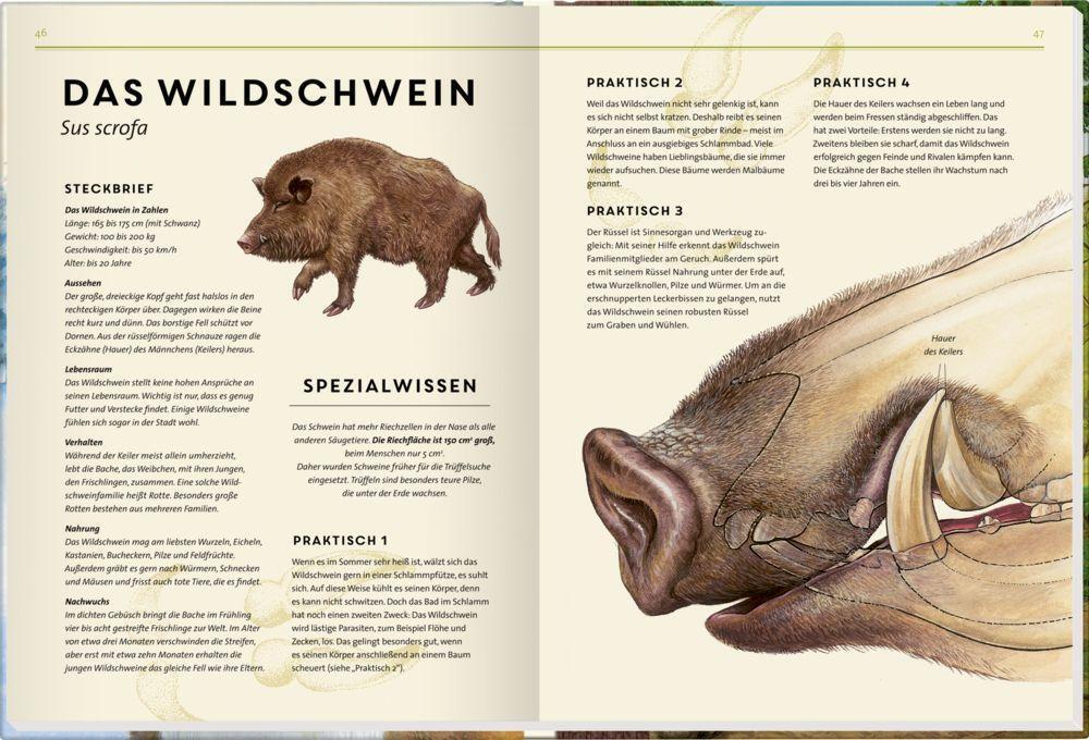Thumbnail - Lebensgroß Tiere Des Waldes Holger Haag Buch Nature Zoom 56 S. Deutsch
