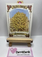 TULIP TREE 2021 Allen & Ginter Arboreal Appreciation #AA-14