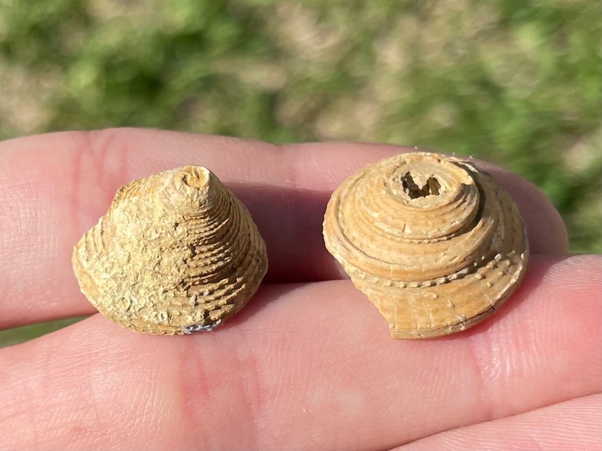 Spain Fossil Gastropods LOT Trochus galvai Cretaceous Age