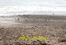 Photo 6x4 Waders on the beach Marske-By-The-Sea Turnstones and ringed plo c2008