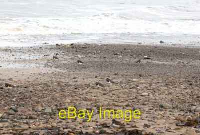 Foto 6x4 Watvögel am Strand Marske-am Meer Wendesteine und beringt plo c2008