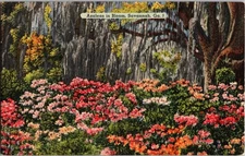 Tichnor Bros Azaleas in Bloom Savannah Ga Topographical Postcard