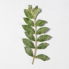 12PCS Real Pressed Dried leaves with stem FSS107