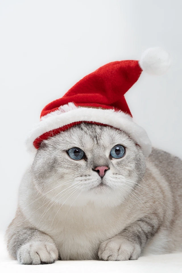 Christmas Cat & Dog Santa Hat Cute Festive Pet Outfit Small Pet Xmas Clothes