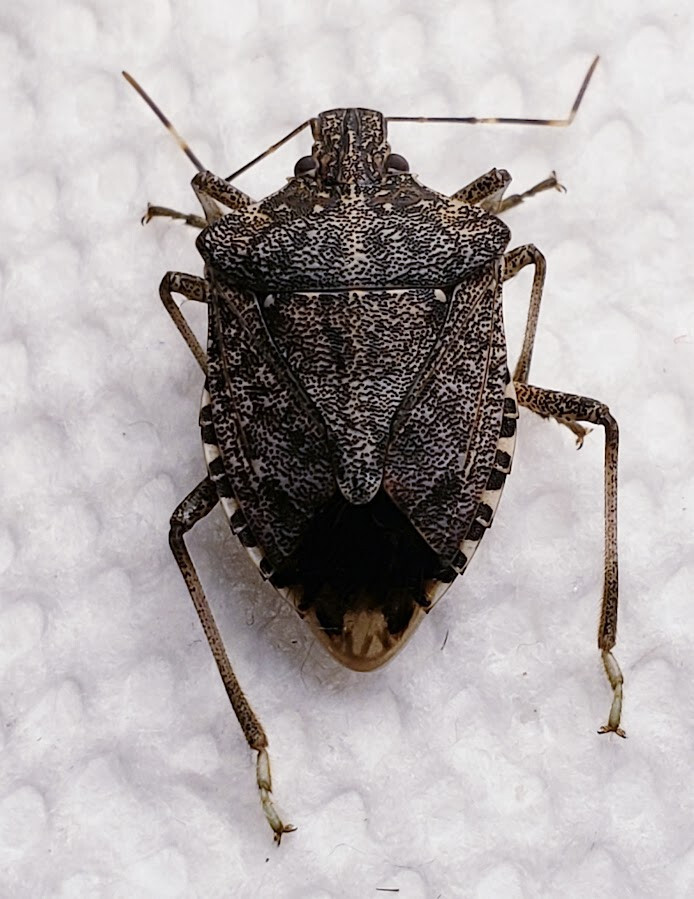 Stink Bug Specimens - Insect Collection Pentatomidae Cydnidae ...