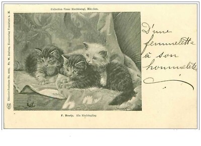 Cats N°1934 Three Observant Kittens Watching An Insect