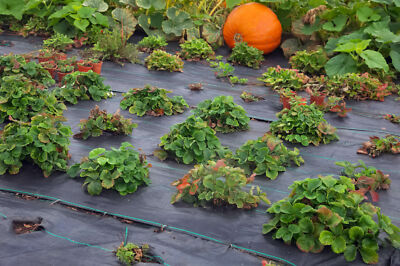 Unkrautfolie Bändchengewebe Pflanzenschutz Folie Unkraut Schutz HaGa 130mx1,1m E - Foto 5