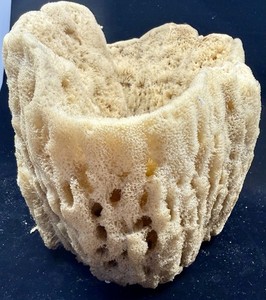 Unique Large H 8” W 11” Natural Vase Sea Sponge / Aquarium / Ocean Décor