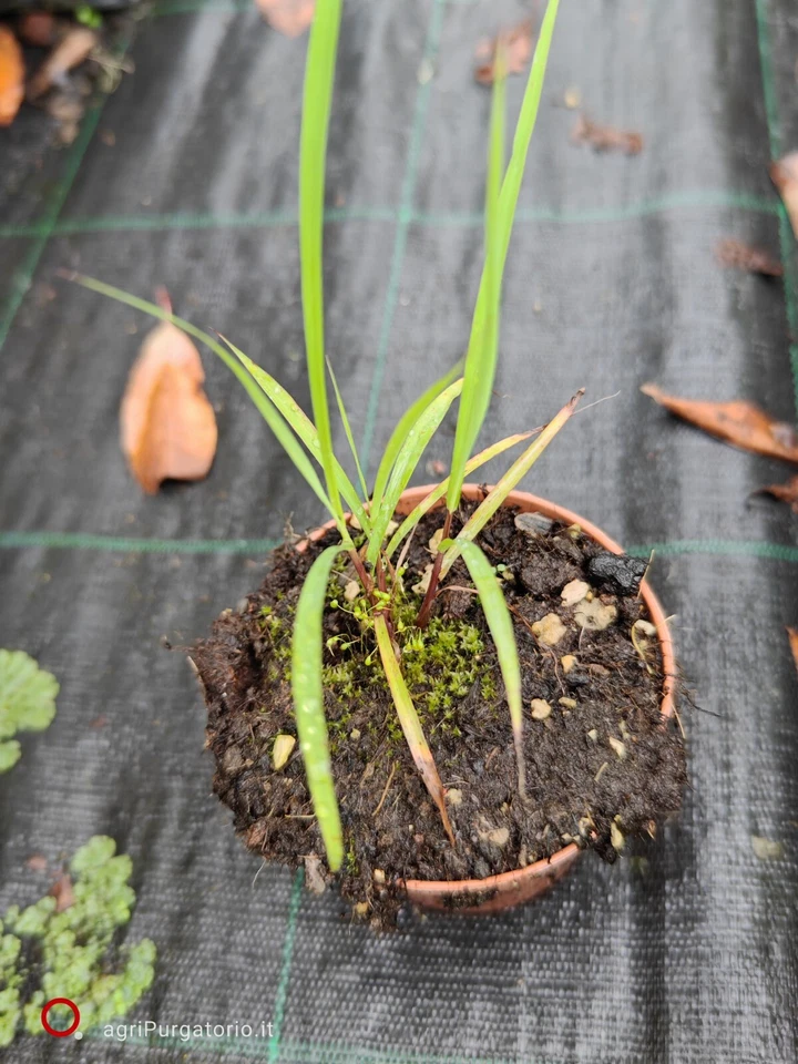 CITRONELLA LEMON GRASS Pianta Di Cymbopogon flexuosus - Immagine 3 di 3