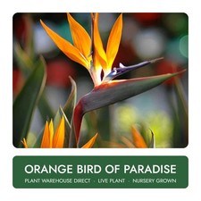 Orange Bird of Paradise 7 Gal Live Plant Well Rooted