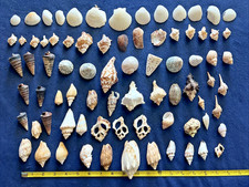 78 Lot of Beach Seashells Various Sizes Small-Med 1Lb. Shells to 3" Craft Decor
