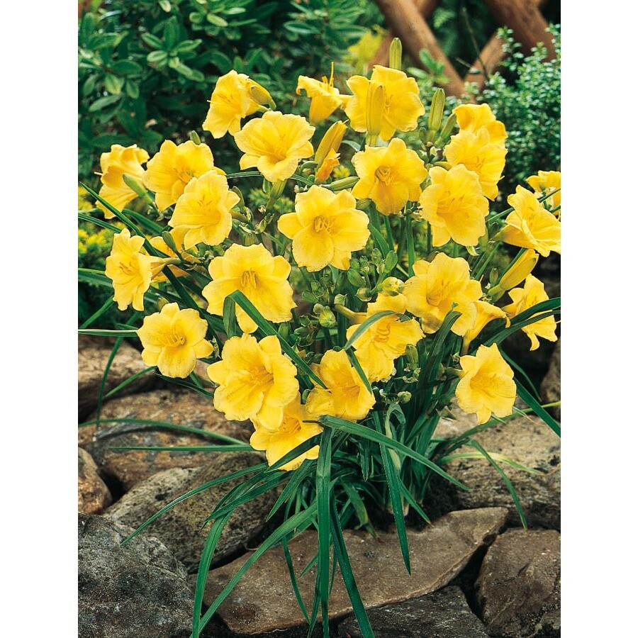 5 Re-blooming Stella D'Oro Daylily ~Mini/Border lily~Winter Hardy