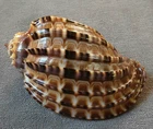 Harpa Articularis 84 mm GEM unusual COMPRESSED multiple ribs DARK pattern WOW!!!
