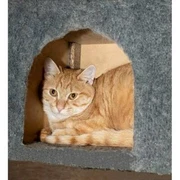 Kittens In Mandurah Area Wa Pets Gumtree Australia Free Local Classifieds