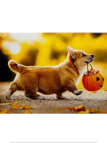 Halloween Karte, süße Corgi Halloween Süßigkeiten, lustige Hund Avanti Grußkarte NEU - Bild 2 von 8