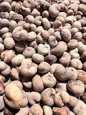 Za Baobab Seeds (Adansonia Za)