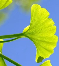 5+7 cuttings of Ginkgo gingko Biloba, for rooting and grafting, medicinal tree
