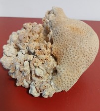 Vintage dried natural coral 468g ornamental aquarium Very Unusual Collectable