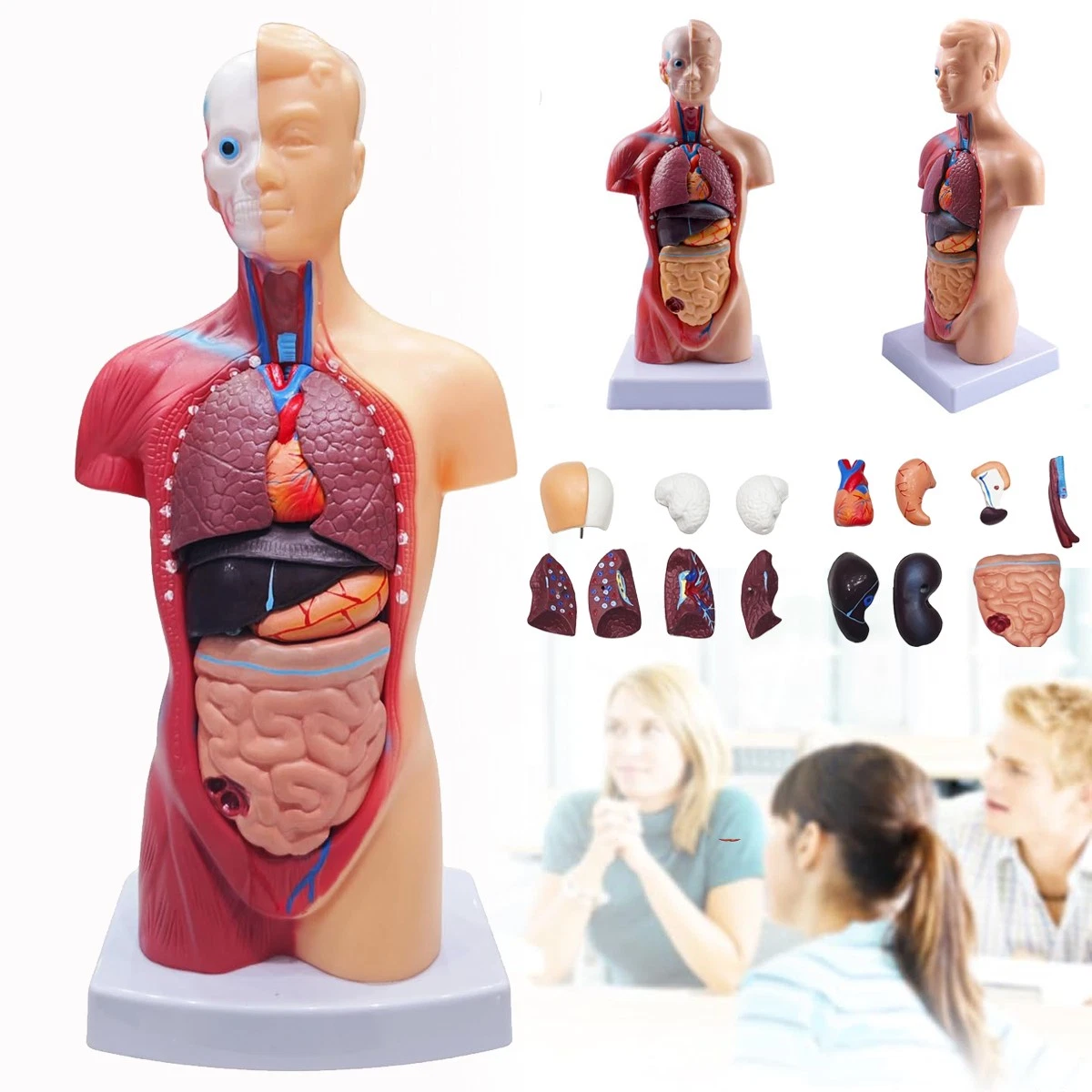 Torso Modell online kaufen | eBay.de