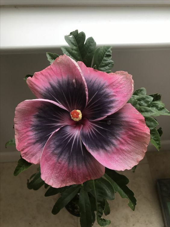 20 Pink Black Hibiscus Seeds Flowers Flower Seed Perennial