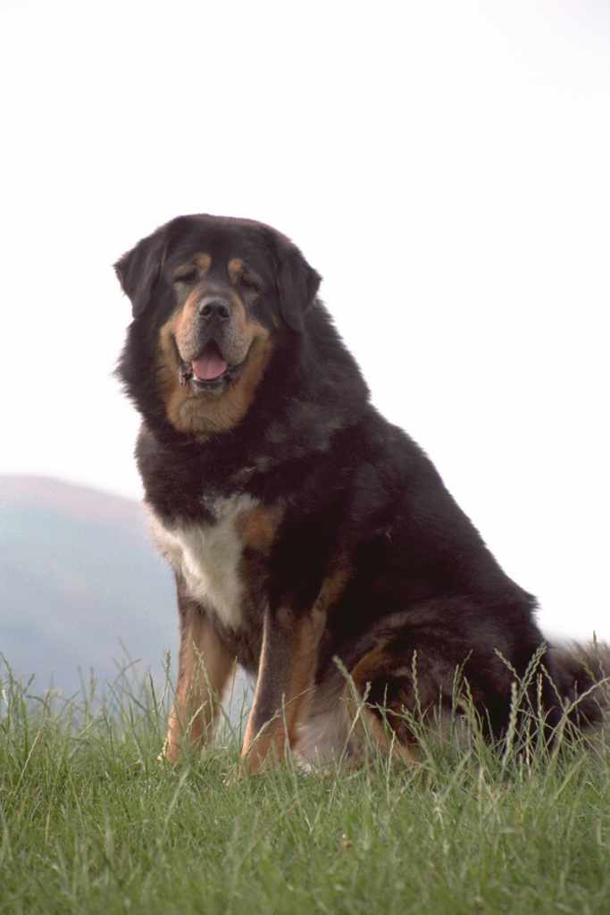 Warning 042 Black And Tan Tibetan Mastiff on Duty 30cmx15cm 12x6