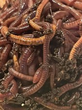 European Nightcrawlers Live Medium-Small 1/4 lb.