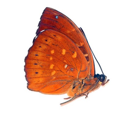 LEPIDOPTERA, NYMPHALIDAE, LIMENITIDINAE, LEXIAS DIRTEA MONTANA from INDONESIA