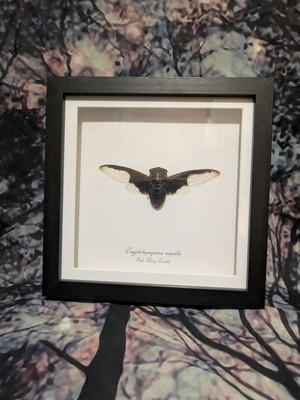 Black Wing Cicada (Cryptotympana aquila) Entomology Shadow Box Rahmen 18cm