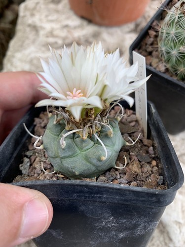 Turbinicarpus Schwarzii Pot 7*7, Wild, Own Roots From Seed - Foto 3 di 6