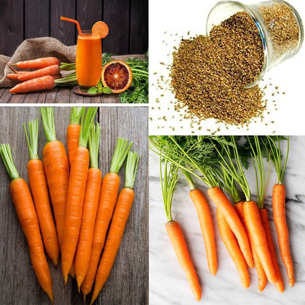 50+ Carrot Seeds Organic la zanahoria Seeds Carota, Carotte 100% Healthy  Seeds | eBay