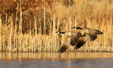 Golden Migration by Ken Archer Fine Art Print Wildlife Goose Geese Lake 13x19